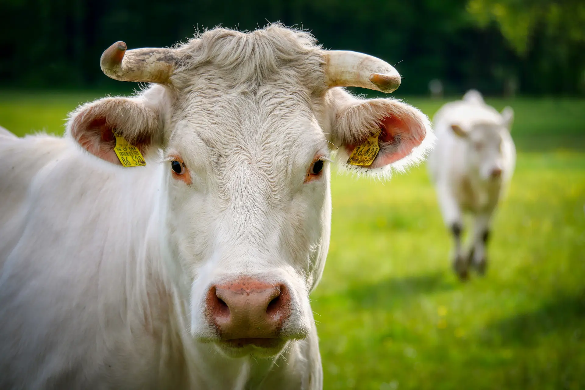 agrivoltaisme - elevage bovin